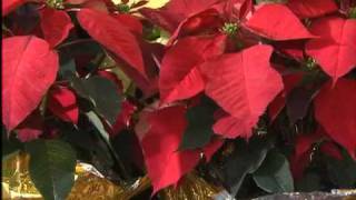 Proper care for Poinsettias [upl. by Akkim]