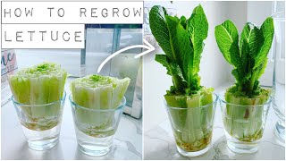 How To Regrow Lettuce With Just Water [upl. by Aeila466]