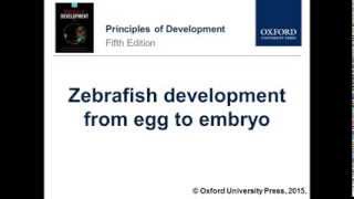 Zebrafish development from egg to embryo [upl. by Eeznyl506]