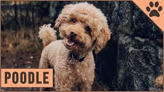 Poodle Dog Breed Toy Miniature amp Standard Poodle [upl. by Fougere]