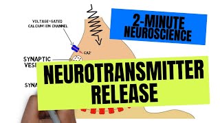 2Minute Neuroscience Neurotransmitter Release [upl. by Zalucki575]