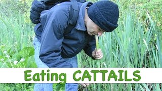 SURVIVAL Wild cattails for a quick nutritious food [upl. by Aramoix]