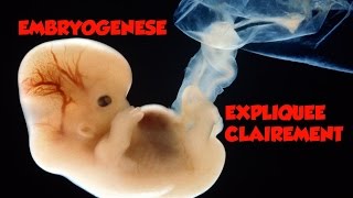 🔴 Dr Astuce  EMBRYOLOGIE EXPLIQUEE CLAIREMENT [upl. by Rosemaria]