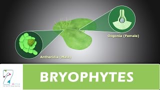 BRYOPHYTES [upl. by Zumwalt]