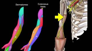 Dermatomes and Cutaneous fields [upl. by Virgil]