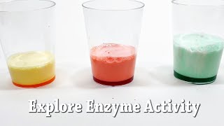 Explore Enzymes  STEM Activity [upl. by Nightingale]