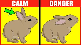 Rabbit Body Language Explained [upl. by Ecirtac]