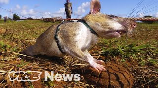 Giant Rats Are Sniffing Out Landmines and Tuberculosis [upl. by Gibun292]