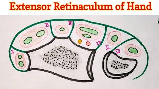 Extensor Retinaculum of Hand [upl. by Yema]