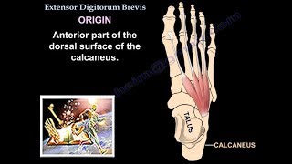 Extensor Digitorum Brevis  Everything You Need To Know  Dr Nabil Ebraheim [upl. by Avrenim204]