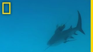 Bull Sharks  National Geographic [upl. by Armahs]