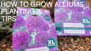 How to Plant amp Grow Alliums [upl. by Rafat]