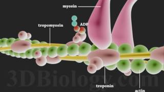 Muscle Contraction 3D [upl. by Lampert942]