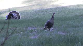 Best Wild Turkey Hen Calling and Yelping 2 [upl. by Seften46]