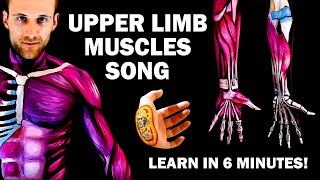 UPPER LIMB MUSCLES SONG Learn in 6 Minutes [upl. by Nilrak]