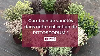 Collection de Pittosporum  Pépinières Roué [upl. by Ahsemo]