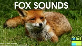 FOX SOUND EFFECT [upl. by Aneladgam]