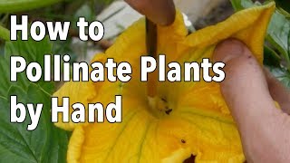 Hand Pollination How to Pollinate Plants by Hand [upl. by Ahsaetan]