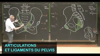 Anatomie des articulations du pelvis Pelvis 2 [upl. by Antonio]