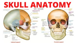 Skull Anatomy  Bones of Skull [upl. by Agatha324]