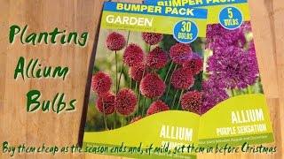 Planting Allium Bulbs in December [upl. by Gerik]