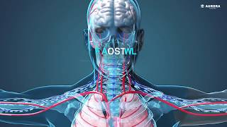 The Endocannabinoid System [upl. by Thorny255]