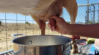 How To Milk A Goat [upl. by Reis]