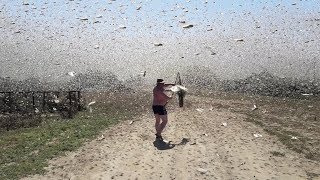 Swarms of locusts cover the sky in Russia [upl. by Siekram]