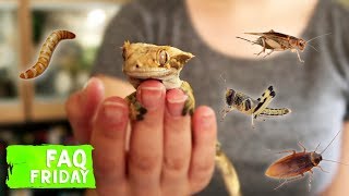 The TRUTH About Crested Gecko Diets Do They NEED Insects [upl. by Aisauqal]