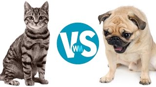 Cats Vs Dogs Which Makes a Better Pet [upl. by Seligman469]