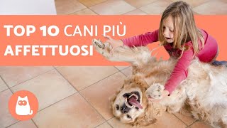 I 10 cani più affettuosi [upl. by Zacks]