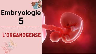 Embryologie  lorganogenèse   2021  شرح بالدارجة [upl. by Galen]