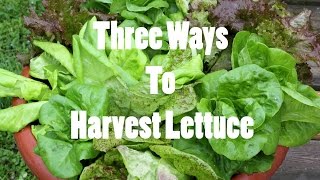 Three Ways To Harvest LettuceGardening Basics [upl. by Januisz]