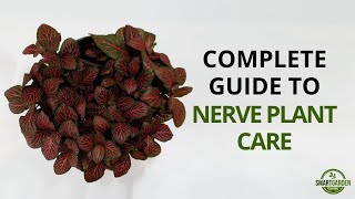 Nerve Plant Care  Complete Guide To Growing Fittonia Houseplants [upl. by Tiersten]