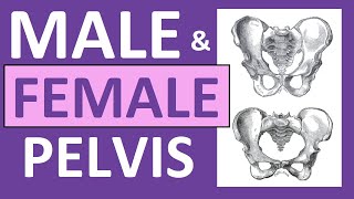 Male vs Female Pelvis Differences Anatomy Skeleton Shape [upl. by Torbert]