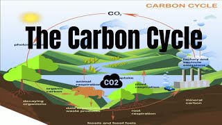 The Carbon Cycle Process [upl. by Beeck]