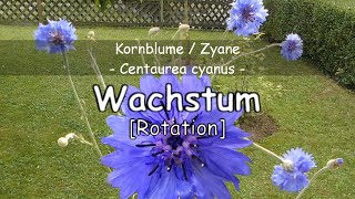 Kornblume Centaurea cyanus [upl. by Ewell]