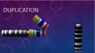 CHROMOSOMAL STRUCTURE DELETIONS DUPLICATIONS TRANSLOCATIONS INVERSIONS [upl. by Atews384]