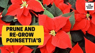 How to prune and regrow Poinsettias  Eurphobia Pulcherima [upl. by Ilahtan]