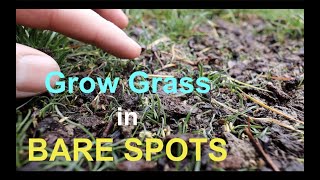 How to seed BARE SPOTS in your LAWN [upl. by Alokin492]