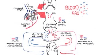 Blood Gases O2 CO2 and ABG [upl. by Spurgeon319]