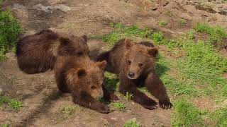 Brown Bear Cubs in Katmai National Park Alaska  Matt Hirt [upl. by Sikleb203]