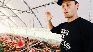 Normal Guy Quits JOB to Farm pastured chickens [upl. by Burner]