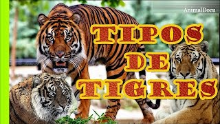 TIPOS DE TIGRES QUE EXISTEN [upl. by Eitsirk]