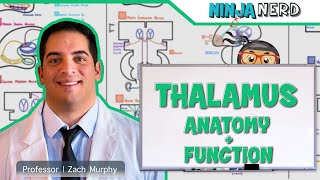 Neurology  Thalamus Anatomy amp Function [upl. by Mueller]