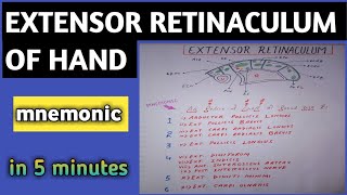 EXTENSOR RETINACULUM OF HAND WITH MNEMONIC [upl. by Glenine]