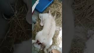 A rabbit saves a kitten that was separated from its mother🐰 RabbitRescue CuteAnimals AnimalRescue [upl. by Manny]