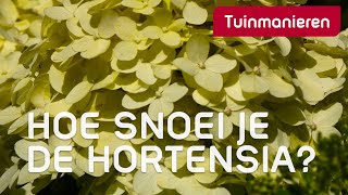 Hortensia snoeien op drie manieren  Tuinmanieren [upl. by Assirk]