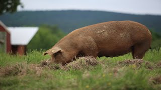 Raising 400 Pigs On Pasture COMPLETE [upl. by Moyers]