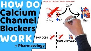 How do Calcium Channel Blockers Work Pharmacology [upl. by Lotta]